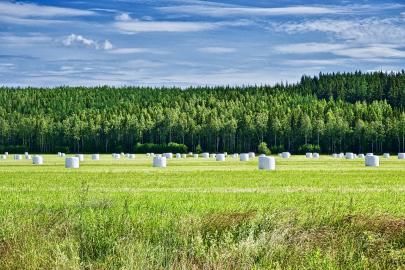 Agricoltura